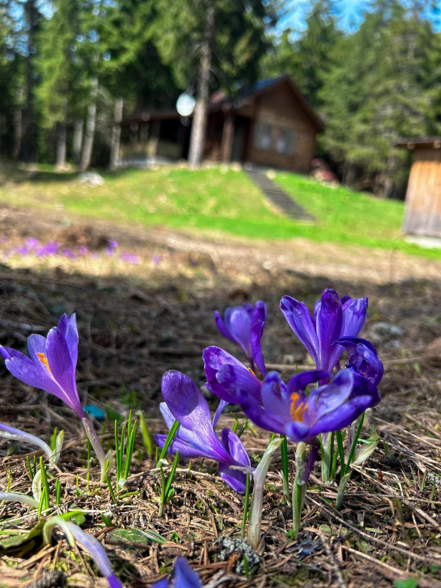 Natura Haziko Izvoare  Eksteriør billede